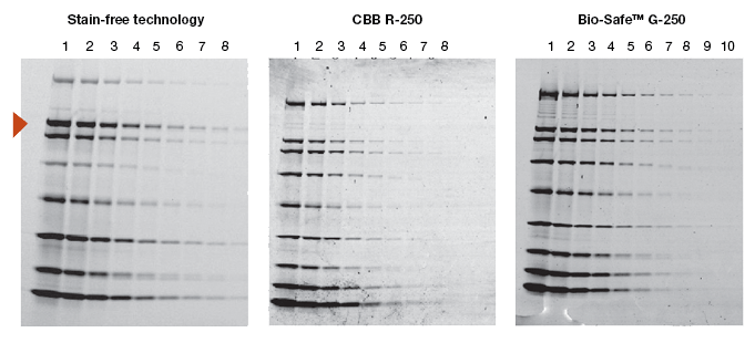 Comparison data between stain-free technology and Coomassie blue.