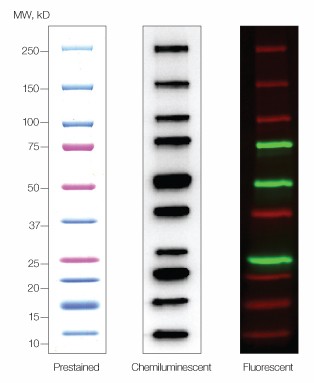 Precision Plus Protein WesternC standards is a combination of prestained an...