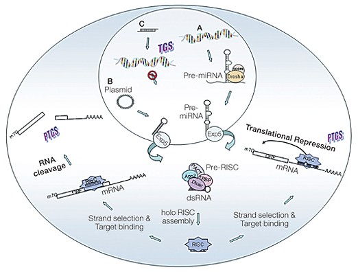 br133_sol_genepulser_fig_1