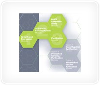 Protein Expression and Purification