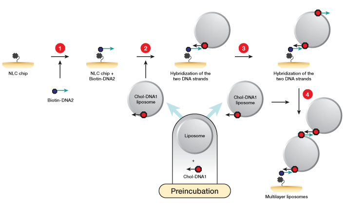 Fig 1: Workflow for liposome capture