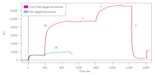 Fig 3: Capture of single and double layers of lipsomes to ProteOn NLC sensor chip