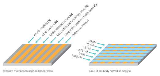 Fig. 8: Experiment workflow for multiplexed analysis of CXCR4 with its antibody