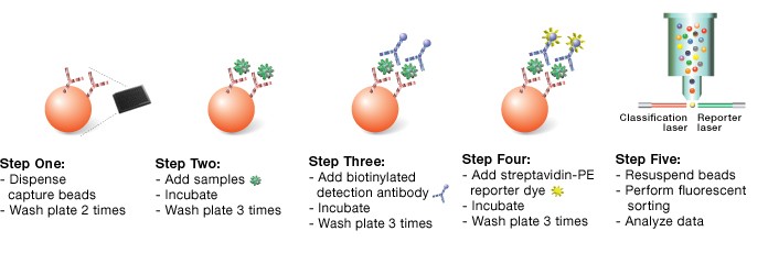 Fig. 1: The five steps of a sandwich-based Bio-Plex assay