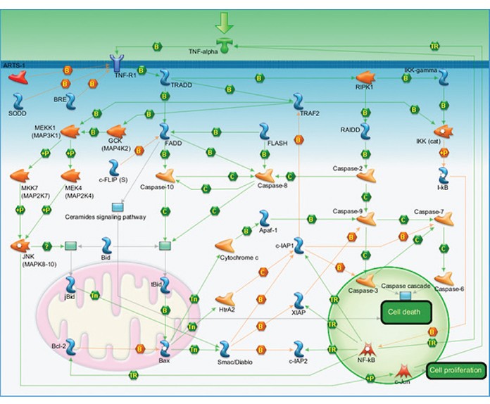 Fig. 3. Apoptosis and survival — TNFR1 signaling pathway map.