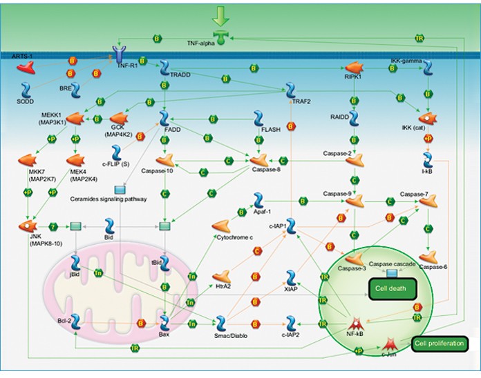 TNF-R1 signaling pathway map