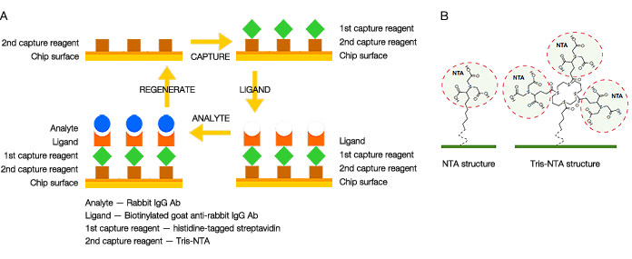 The two-layer ligand capture strategy using biotinylated ligands