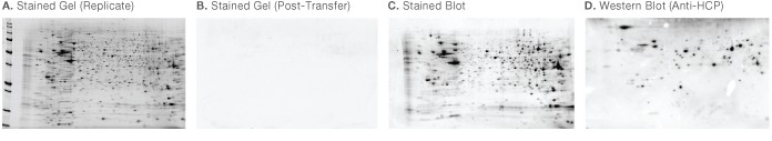 2-D western blotting steps for CHO cell lysate