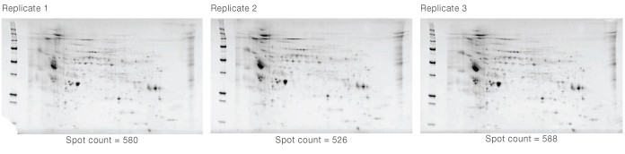 rReproducibility across 2-D gel replicates