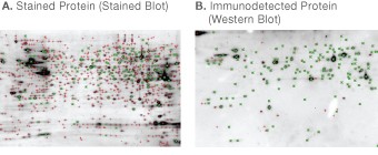 Spot matching between stained blot and western blot of CHO cell lysate