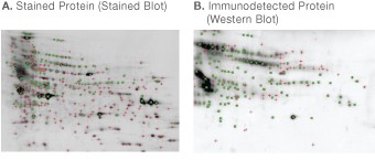 Spot matching between stained blot and western blot of CHO cell secreted protein