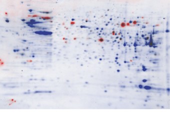 Overlay of stained blot with western blot image of CHO cell lysate