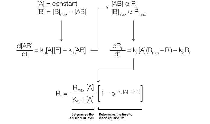 Association phase during analyte and ligand binding