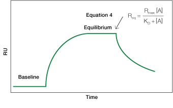 Equilibrium phase of analyte and ligand bindingm