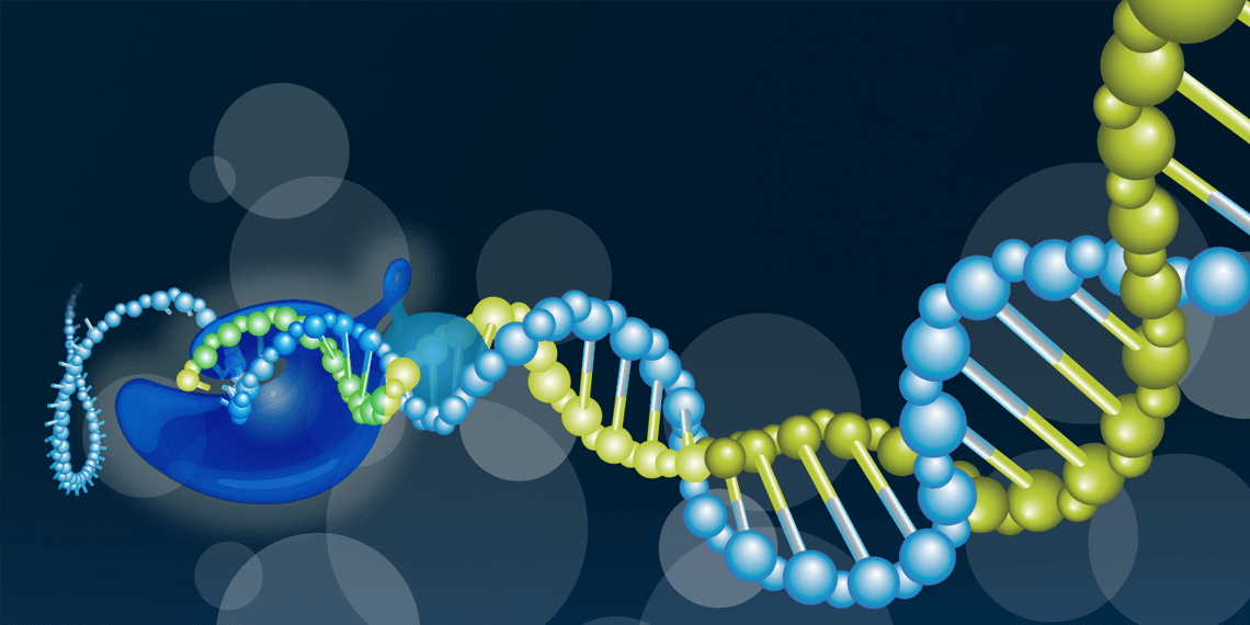 New PrimePCR™ Probe Assays for Real-time PCR and Droplet Digital™ PCR Technologies | Bioradiations New PrimePCR™ Probe Assays for Real-time PCR and Droplet Digital™ PCR Technologies | Bioradiations