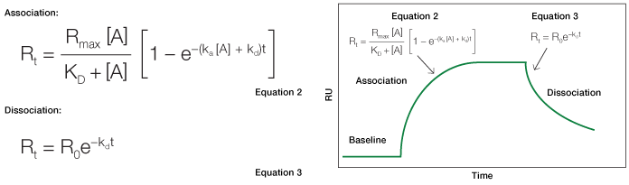 Sensorgram for SPR kinetic analysis