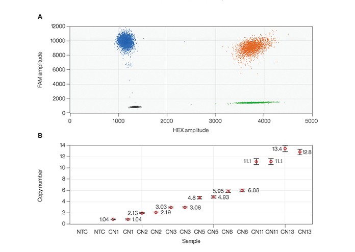 Detection of copy number for myelocytomatosis oncogene and β-globin using ddPCR technology