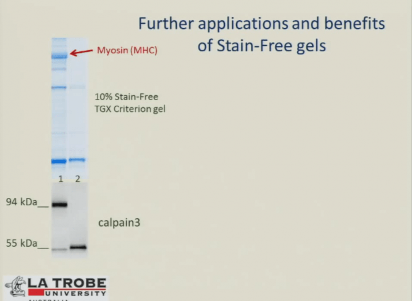 loading control western blot loading control western blot
