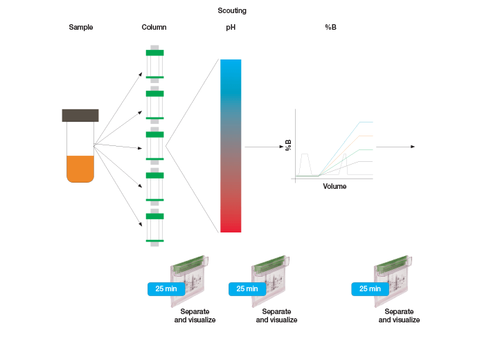 Protein purification scheme