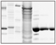 Purification scheme for untagged prancer purple protein