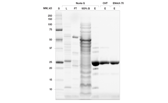 Purification scheme for untagged prancer purple protein