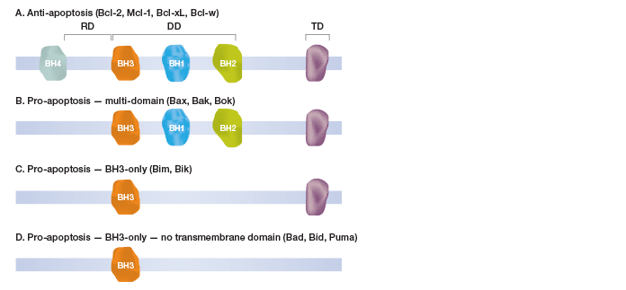 Comparison of sensitivity of Bio-Plex Pro RBM apoptosis assays vs. western blots