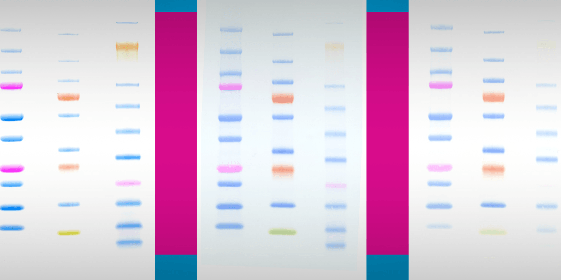 Dual color ladder protein precision plus Broad range