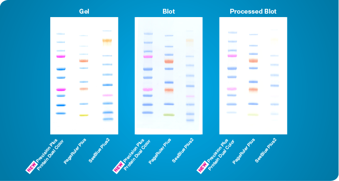 Comparison of Precision Plus Protein standards with other molecular markers on gel, blot, and stripped blot