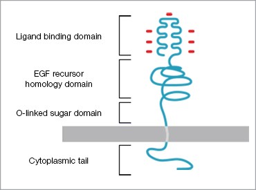 LDL receptor