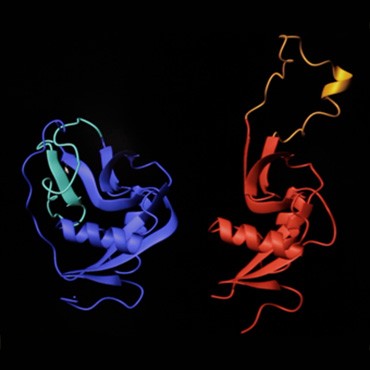 NK cell receptor P1C characterization