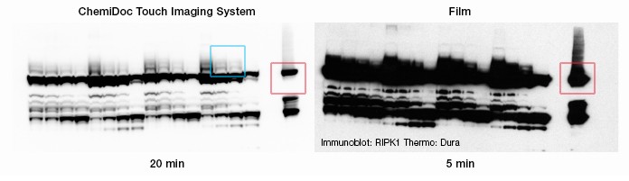 ripk1-chemidoc-touch-versus-film-blots