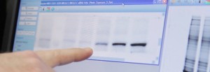 Total protein quantitation using Bio-Rad's ChemiDoc MP imager