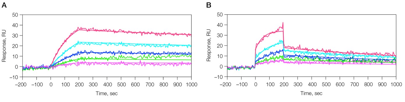 SPR sensorgram data from kinetic analysis of the interaction of 6E10 Ab and β-amyloid 1–40 fragment