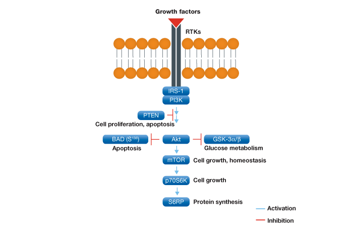 Akt signaling pathway