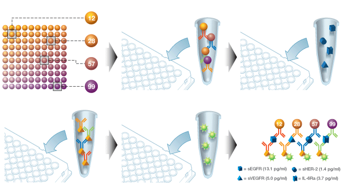 bio-plex-assay-workflow-image