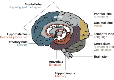 Cross section of the brain showing the hippocampal region