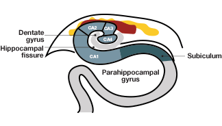 Anatomy of the entorhinal cortex