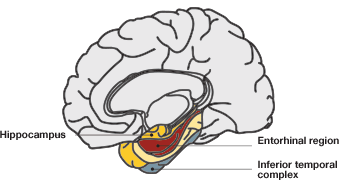 Anatomy of hippocampus