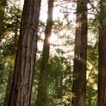 Students at the Muir Woods national monument