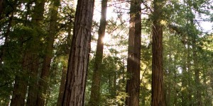 Students at the Muir Woods national monument