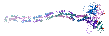 DC-SIGN protein