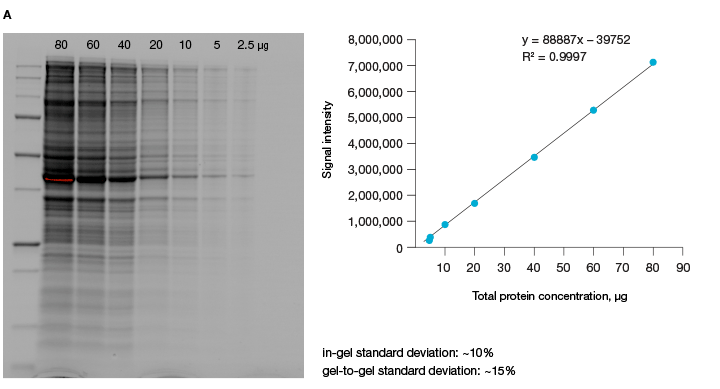 Western blots showing linearity of signal using stain-free technology with high protein load of HeLa cell lysates.