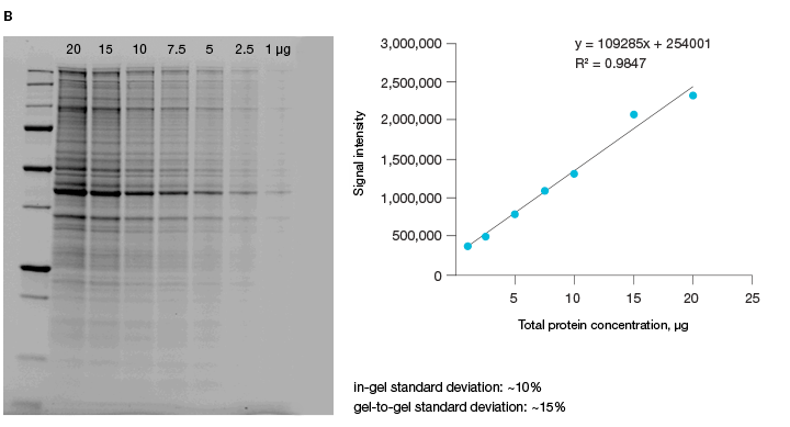 Western blots showing linearity of signal using stain-free technology with low protein load of HeLa cell lysates.