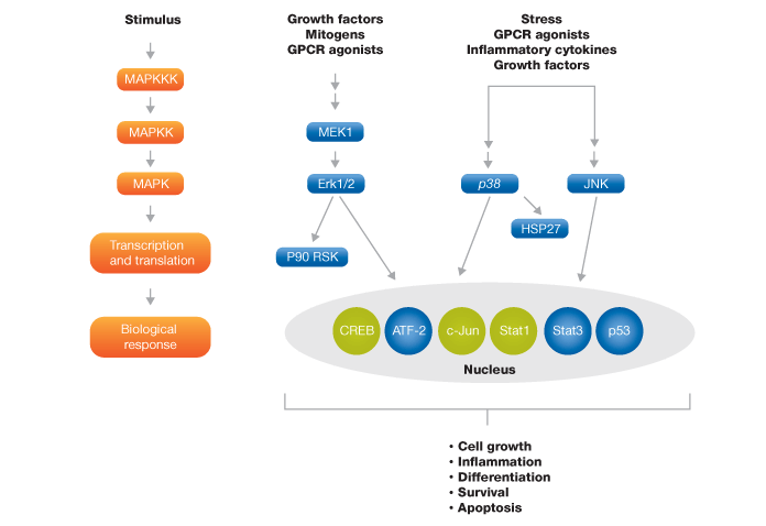 MAPK signaling pathway