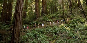 Students at the Muir Woods national monument