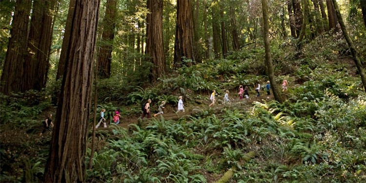 Students at the Muir Woods national monument