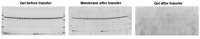 Verifying protein transfer using stain-free technology.