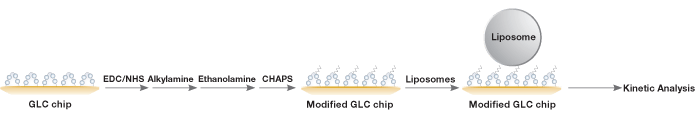 Workflow for liposome capture using the GLC lipid kit, based on conventional lipophilic surface chemistry