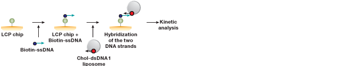 Workflow for liposome capture using the liposome capturing kit