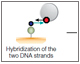 Liposome Capture Using the ProteOn Liposome Capture Kit